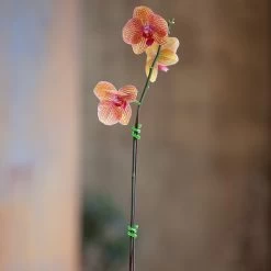 Nite Ize Gear Tie® Twist Tie™ 3" - 4-Pack -Outdoor Equip Store 22013