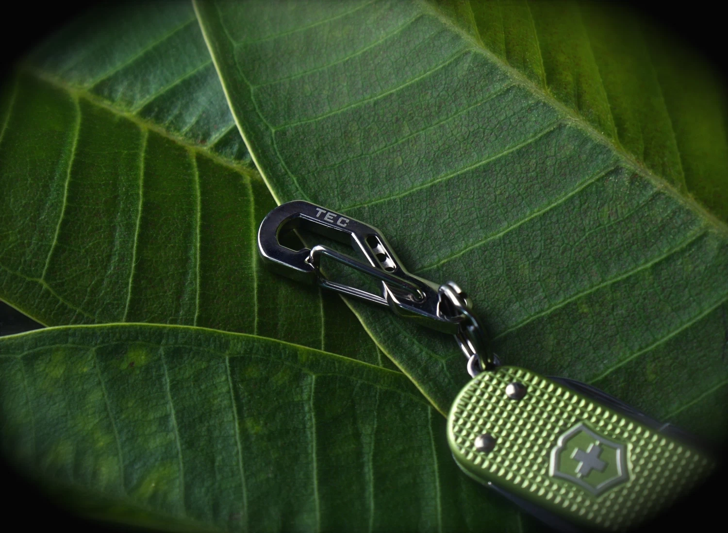 Python Clip 8 Python Clip - Image 8